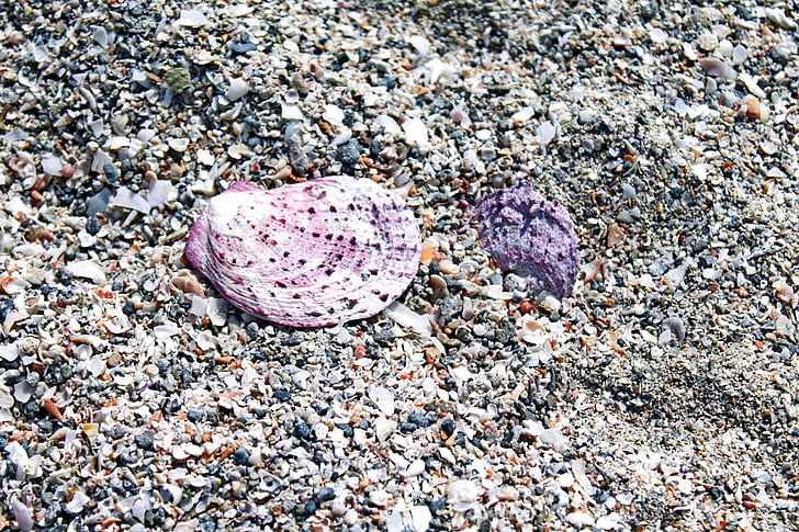 Shell, sabbia, Salento