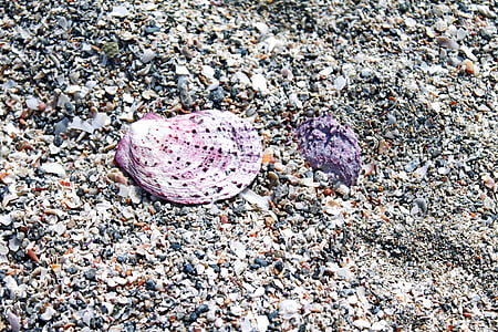 shell, sand, salento