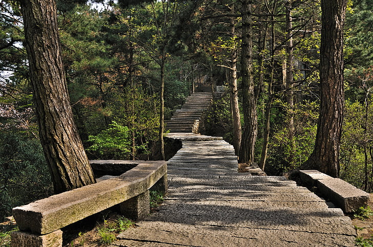 lépcsők, erdő, mászni, fák, Pierre, természet, gyalogút