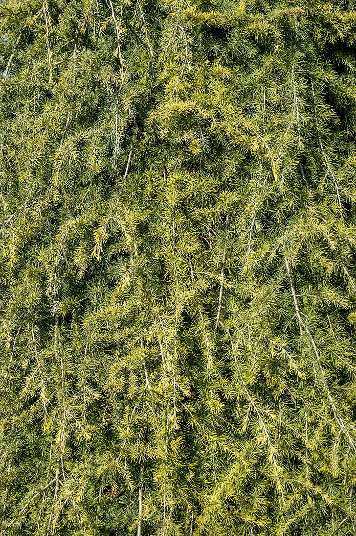 texture, green, periwinkle, tree, branch, pine, needles