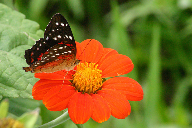 borboleta, e, fror, flores, laranja, inseto, natureza