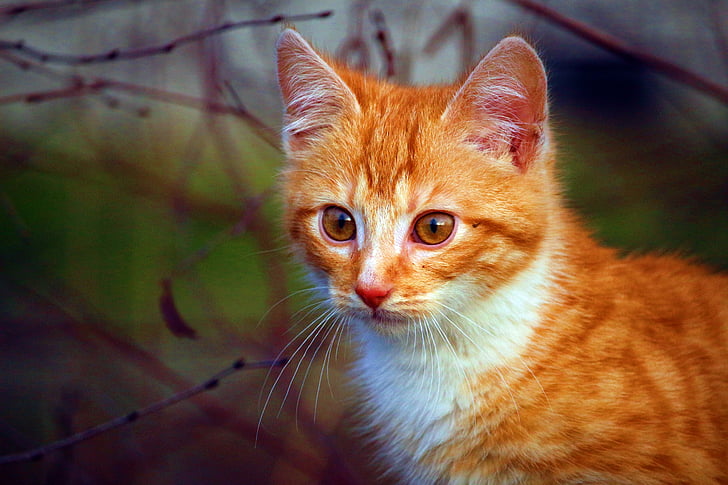 kaķis, kaķēns, kaķa bērns, sarkans makreles Tabija, kaķis portrets, rudens, sarkans kaķis