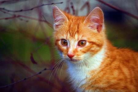 кошка, котенок, Детские кот, красный макрель табби, Портрет кота, Осень, красный Кот