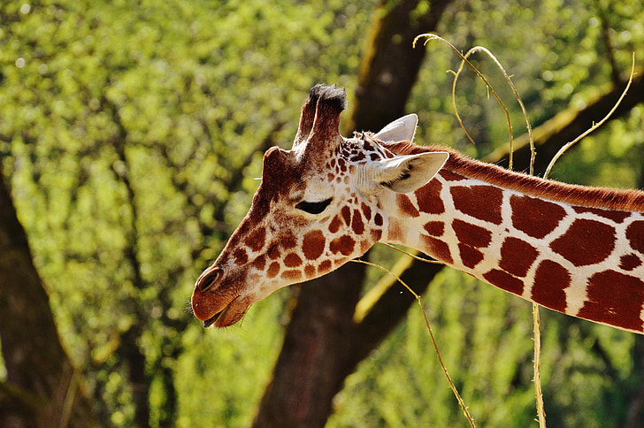 giraffa, Zoo di, animale, Ritratto animale, Tierpark hellabrunn, Monaco di Baviera, natura