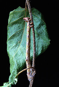 Caterpillar, vastne, kamuflaaž, kasutati rahvameditsiinis kurtuse raviks mimickry, Lepidoptera, putukate