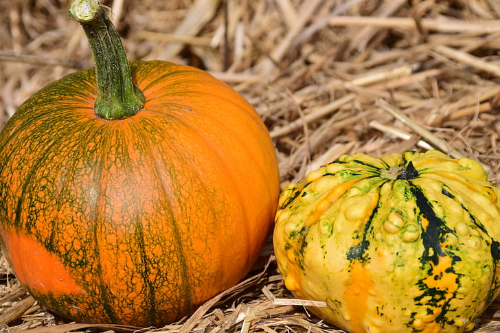 pumpkin, straw, autumn, red, yellow, gourd, rural