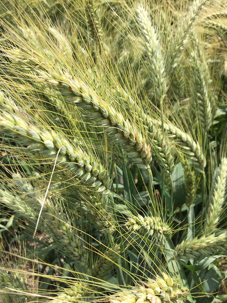 пшеница, твърда пшеница, поле, зърнени култури