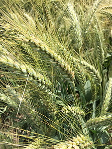 trigo, trigo duro, campo, cereales