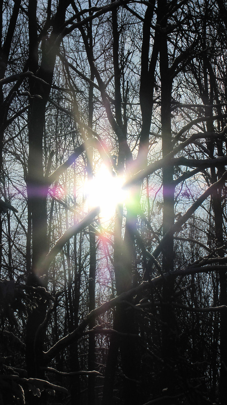 zimowe, gegenlichtaufnahme, lasu, światło słoneczne, Sunshine, gwiazda, światło