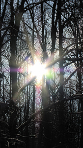 inverno, gegenlichtaufnahme, foresta, luce del sole, Sunshine, Star, luce posteriore