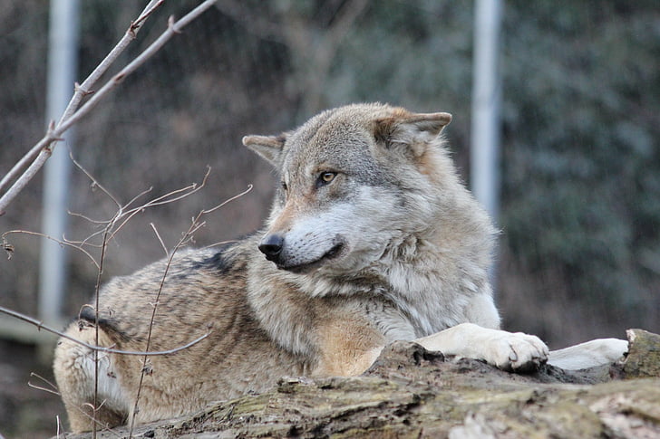 vilkas, laukinių gyvūnų, laukinės gamtos parkas, Canis Raudonoji, Carnivore, šuo, gyvūnų