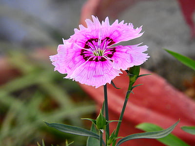 Dianthus, puķe, dārza, krāsains, Bloom, mauriņš, sezonas