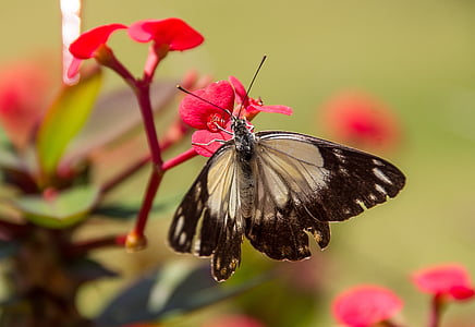 borboleta branca de alcaparra, borboleta, Branco, preto, selvagem, inseto, flores