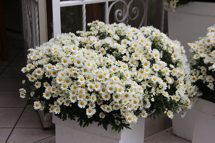 Blumen-arrangement, weiße Blüten, Hochzeitsdekoration, Blumenkunst, Gänseblümchen, Blumen des Feldes