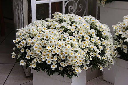 kvetinové aranžmány, biele kvety, Svadobné dekorácie, kvetinové umenie, sedmokrásky, kvety z oblasti