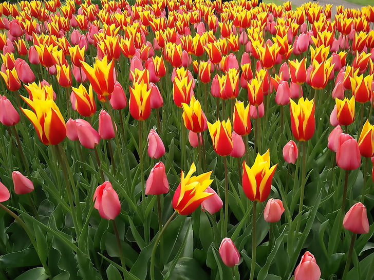 květ, tulipány park, Keukenhof, Příroda