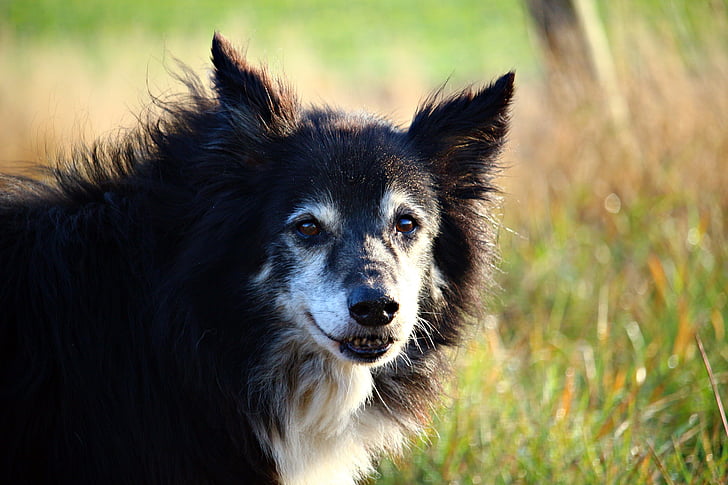 hund, grænsen, Collie, Hyrdehund, grænsen collie, britiske fårehund, purebred hund