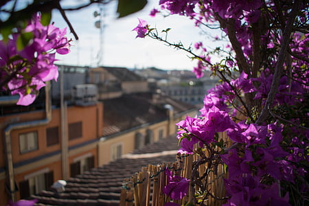 花, 屋上, イタリア, テラス, ガーデン, 休暇