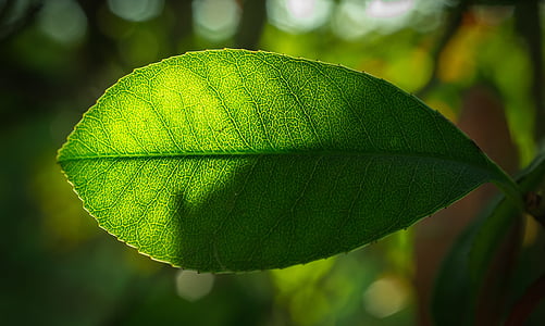 Leaf, daba, zaļa, lapas, hwalyeob, kopsavilkums, augi