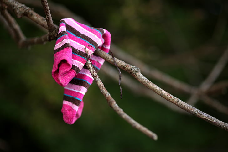 flotsam, sock, branch, lost, tree, garment
