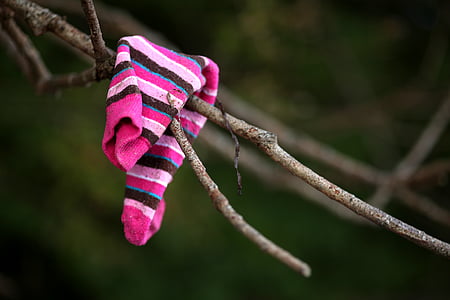 restos flotantes, calcetín, rama, perdido, árbol, prendas de vestir