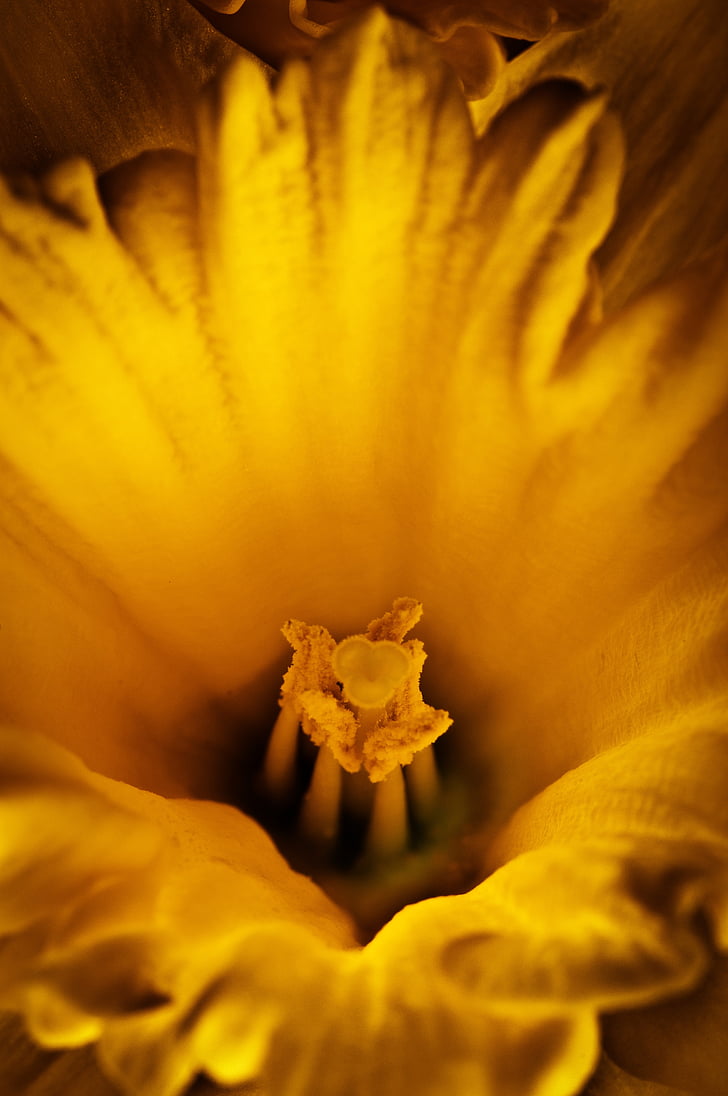 blomma, Daffodil, gul