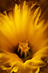 flor, Narciso, amarelo