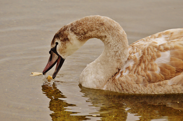 swan, water bird, eat, bread, animal world, pride, bird