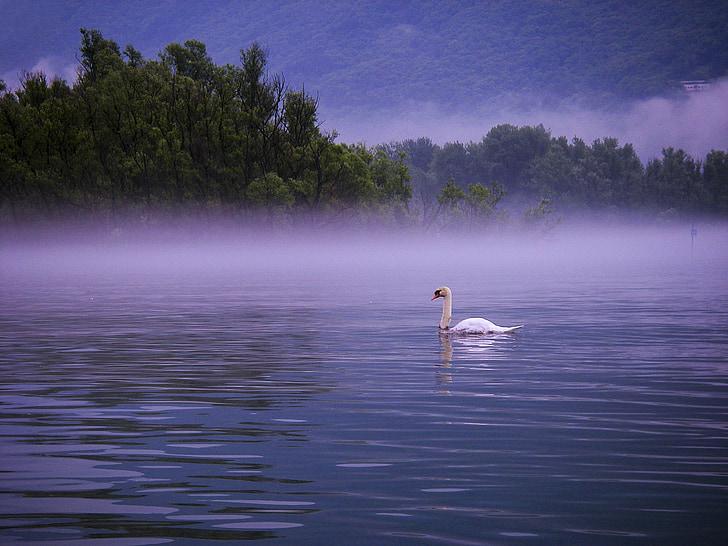 swan, lake, lago maggiore, morning, fog, bank, lakeside
