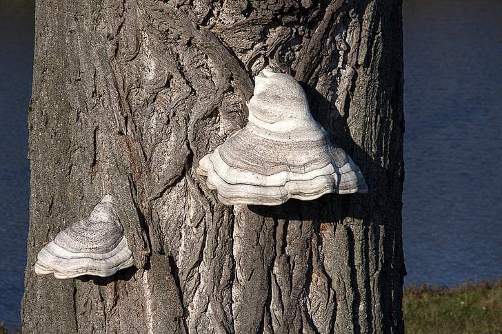 tree, hub, the bark