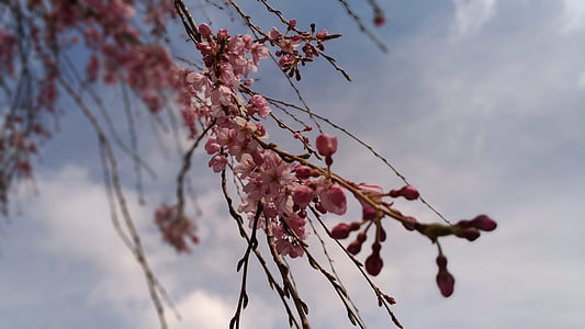вишня, розовый цветок, Весна, Плакучая сакура