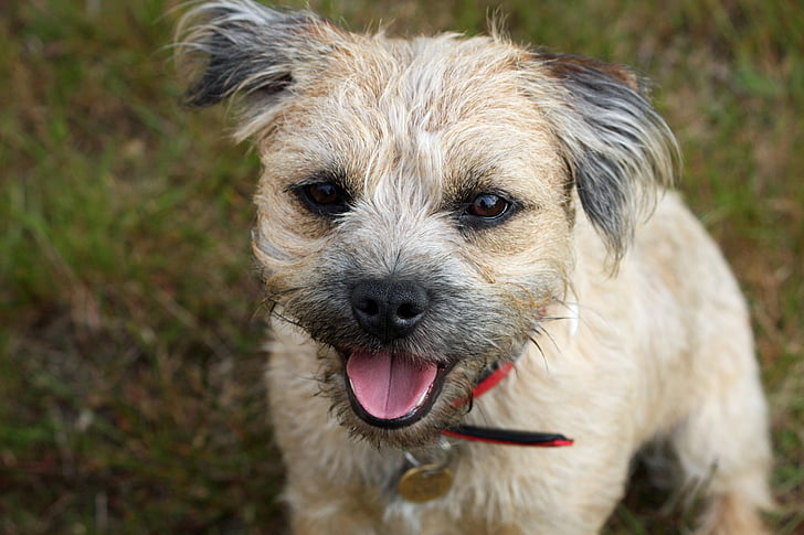 border terrier, Terrier, cão, bonito, adorável, close-up, retrato