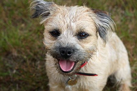 border terrier, terrier, dog, cute, adorable, close-up, portrait