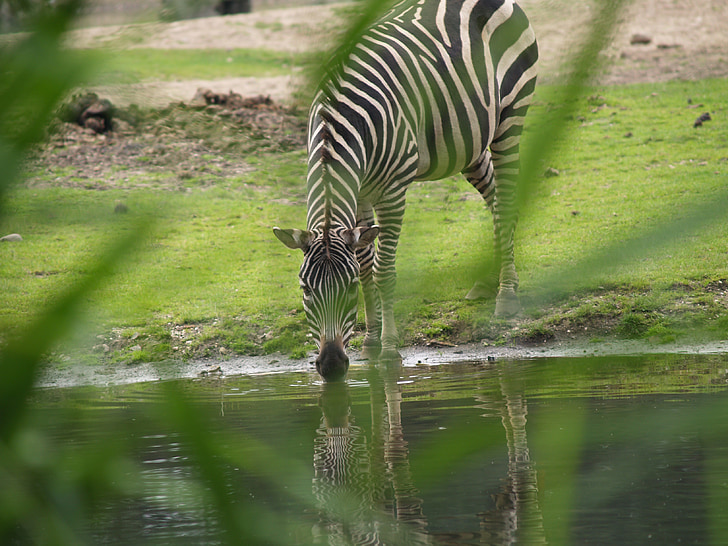 Zebra, trou d’eau, cheval sauvage, cheval, crinière, rayé, paître