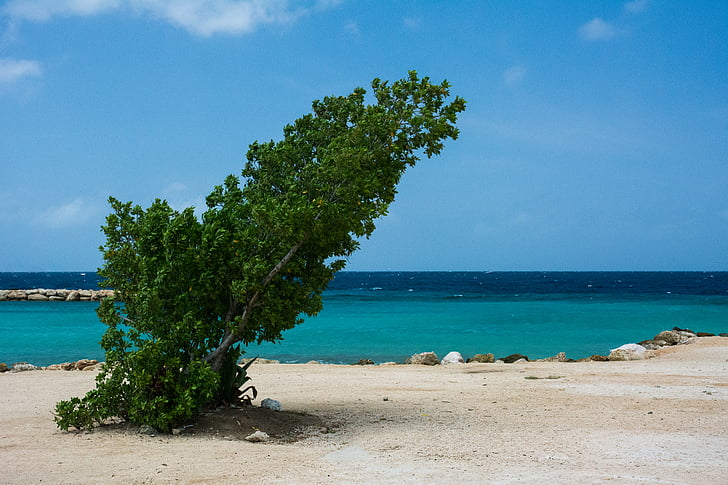 zaļa, koks, blakus, zila, pludmale, dienas, smilts