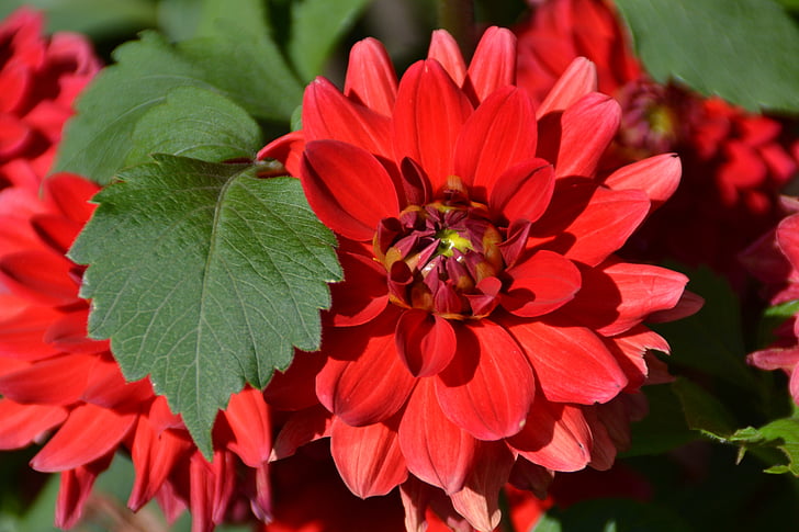 květ, červená, Láska, zahrada, léto, Bloom, květ
