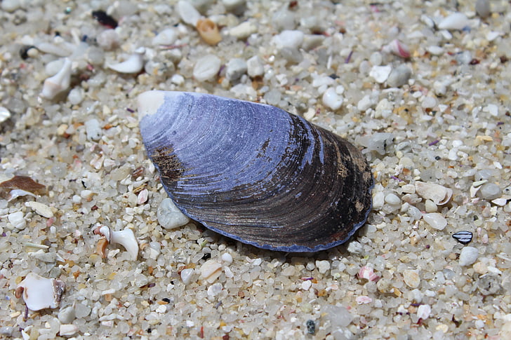 shell, strand, zee