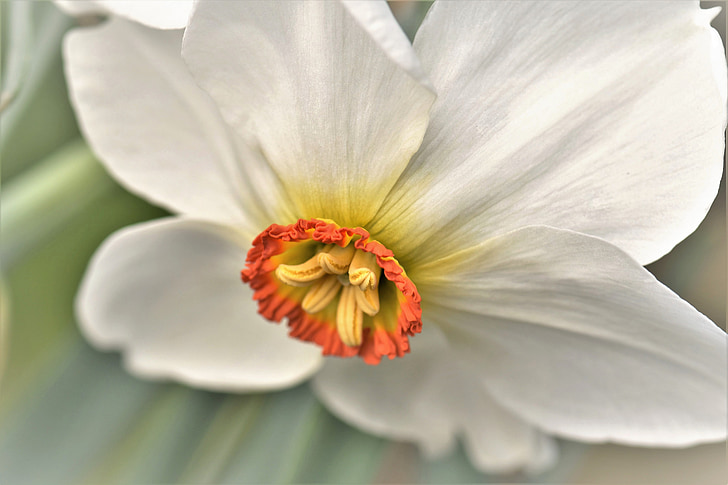 Narcissus, kevadel, taim, lilled, õis, Bloom, Sulgege