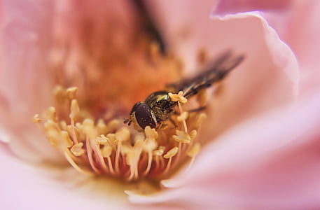 macro, flor, abella, floral, natura, l'aire lliure, Rosa