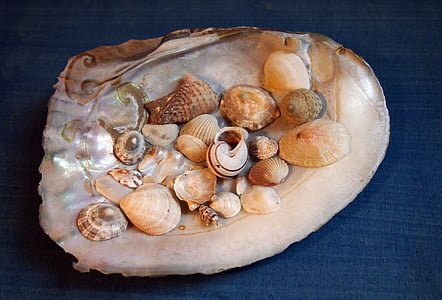 mussels, flotsam, mother of pearl, deco, summer, beach, maritime