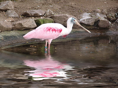 bird, zoo, water, mirroring, pink, water bird, nature