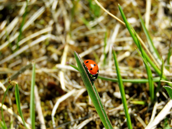 Ladybug, natura, bug-ul, vara, naturale, mici, insectă