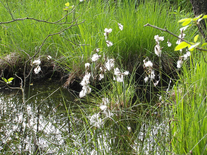 flor de algodón, Moor, raakmoor, primavera, verde