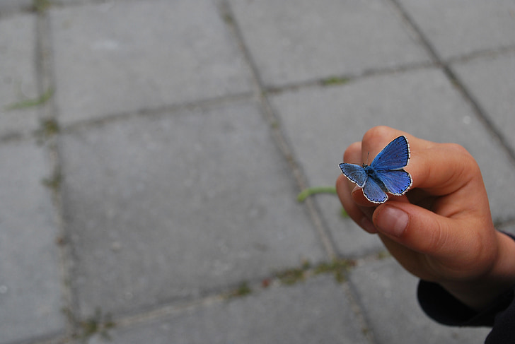 Motyl, ręka, palec, niebieski, tło, piękne, Natura