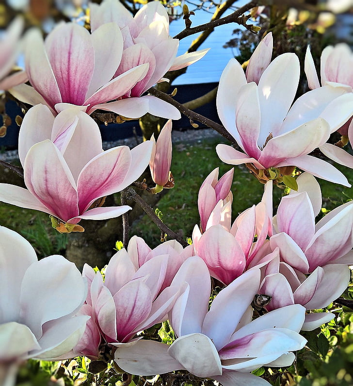 Magnolia, magnolia de tulipe, plante, Bush, arbre, nature, bloomer précoce