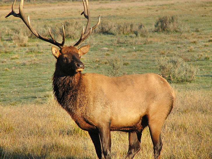 elk, wild, animal, nature, mammal, wildlife, bison