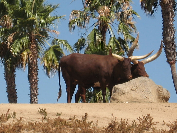 tehenek, Steer, szarvasmarha, Watusi, Afrika, állatok