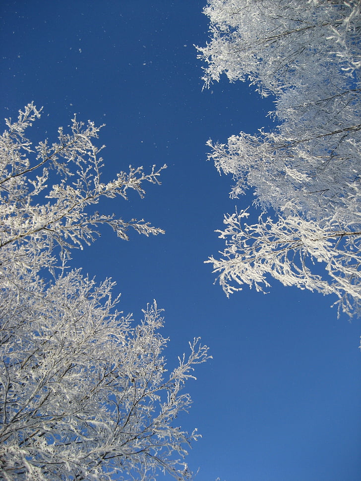frost, branches, winter, sky, snow, nature, christmas