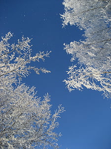 Frost, oksat, talvi, taivas, lumi, Luonto, joulu