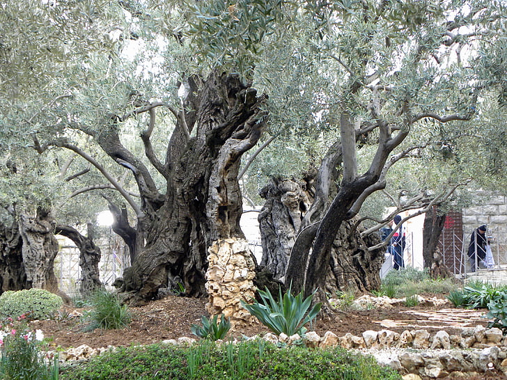 Getsemane have, haven, Jerusalem, Israel, religion, kristendommen, Jesus